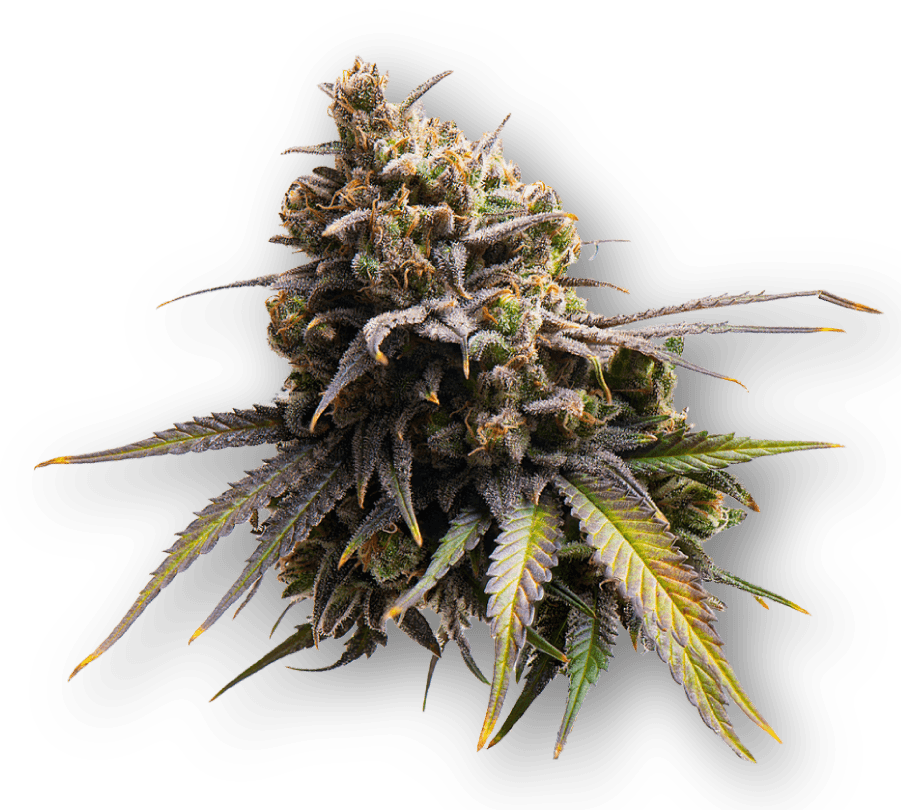 28g - Blue Dream - 27/27 - Flower - S