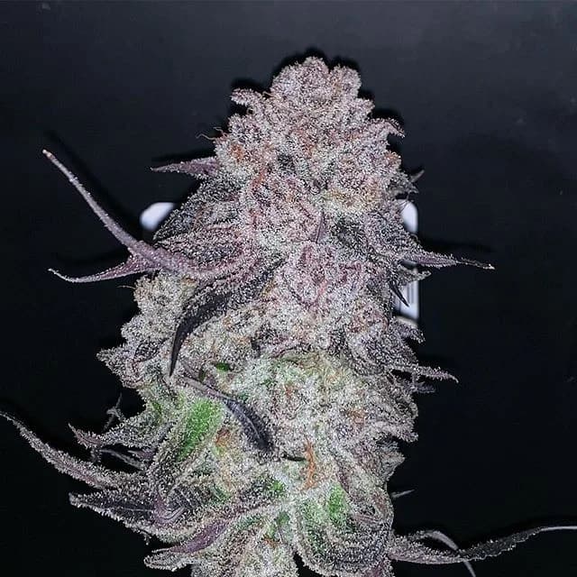 3.5g - Lemon Cherry Gelato - Fifty Fold - DOH Flower - H
