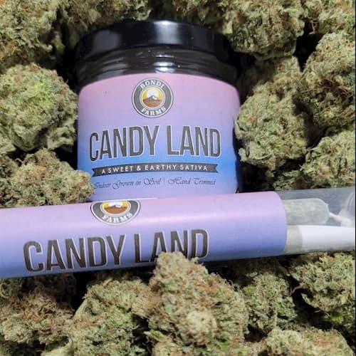 2pk - .5g Candyland - Bondi - Preroll - Pack - DOH Compliant - S