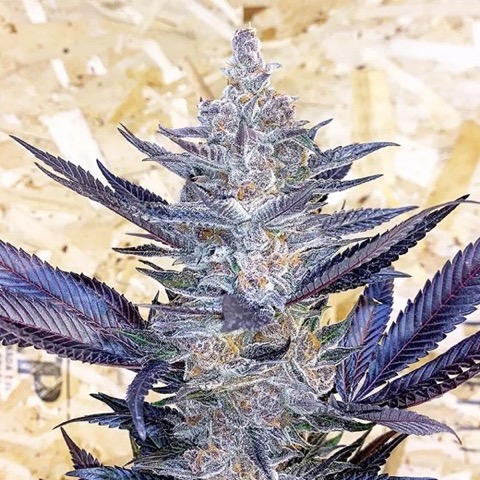 1g - '06 Sour Diesel x Dante's Wrath - Fifty Fold - DOH Flower - H