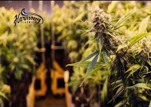 Seattle Cannabis Co best marijuana dispensary cannabis concentrates edibles and vape in seattle washington harmony green house