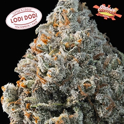 Seattle Cannabis Co best marijuana dispensary cannabis concentrates edibles and vape in seattle washington lodi dodi