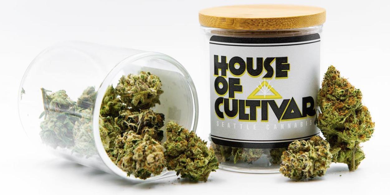 Seattle Cannabis Co marijuana dispensary seattle washington house of cultivar 4